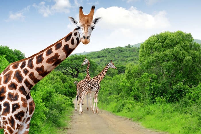  تور آفریقای جنوبی عید نوروز 1405 