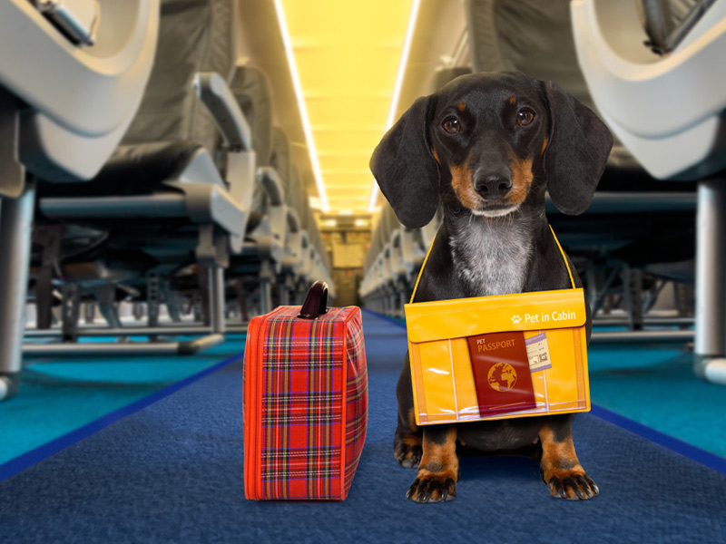 شرایط بردن سگ به هواپیما