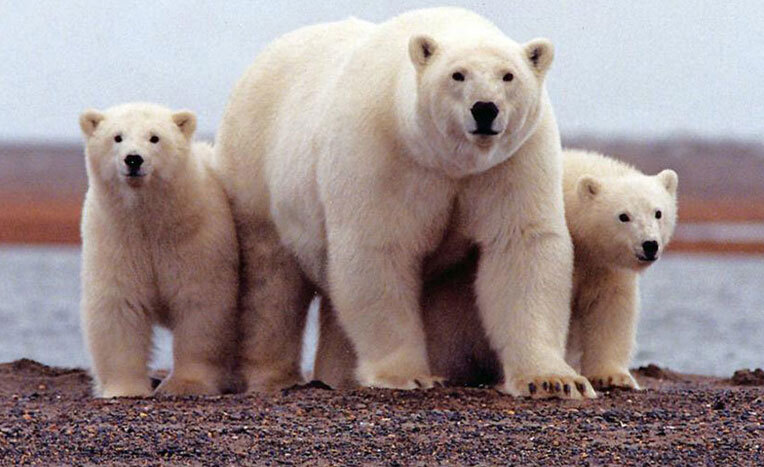  شفق قطبی, اسکیموها, سورتمه سواری با سگ, گوزن شمالی, مناظر برفی قطب شمال 