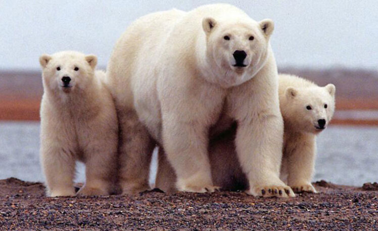 شفق قطبی, اسکیموها, سورتمه سواری با سگ, گوزن شمالی, مناظر برفی قطب شمال